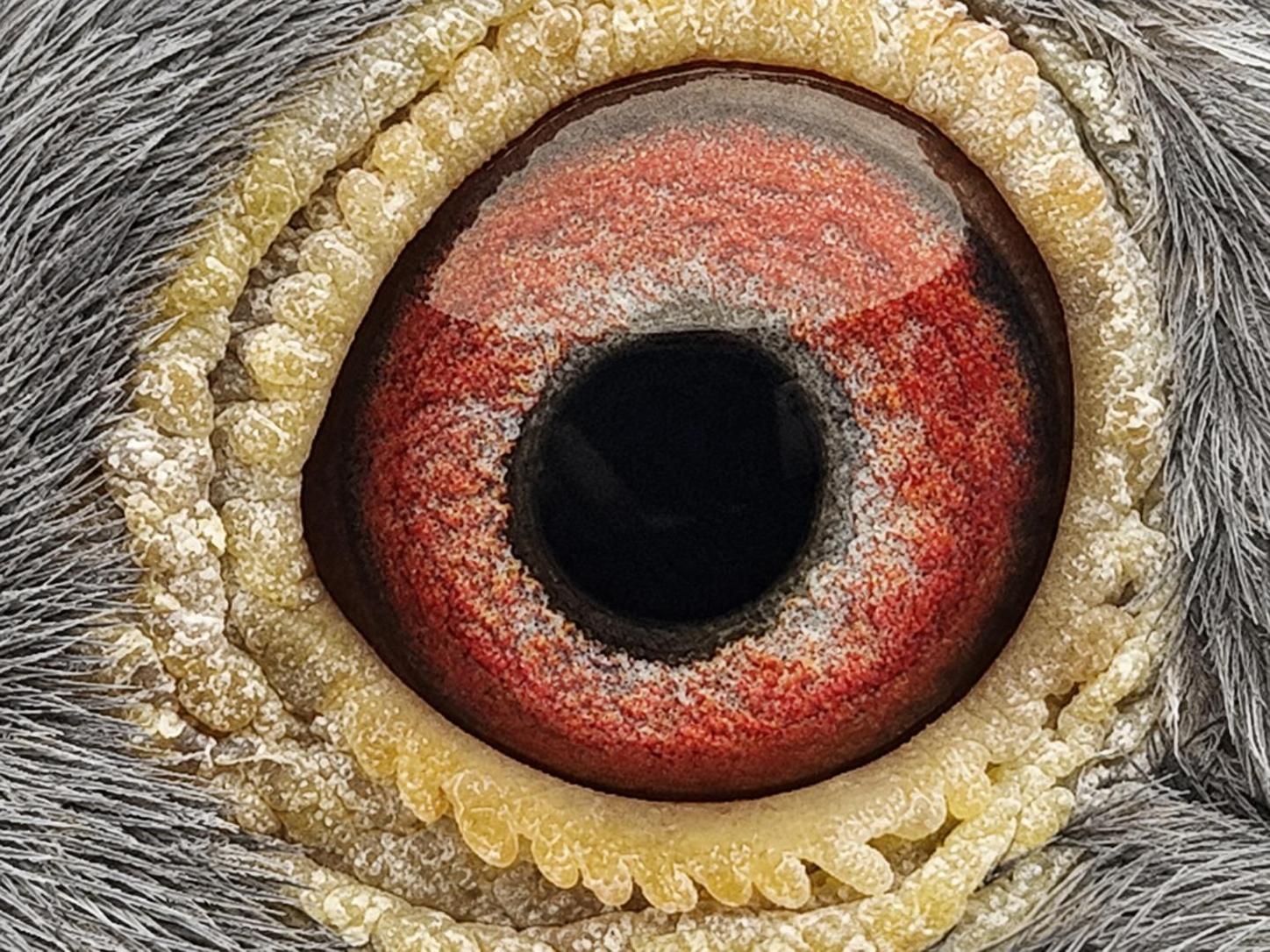 Pigeon eye